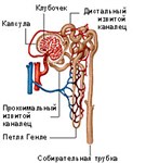 Строение нефрона