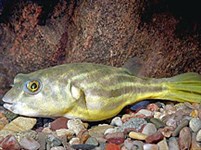 Таиландский тетраодон (Tetraodon lineatus)