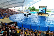 Тенерифе (дельфинарий)