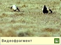 Тетерева (видео)