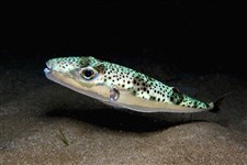 Тетраодон серебряный