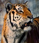 Тигр (амурский тигр)