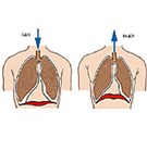 Три листка плевры