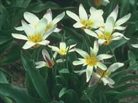 Тюльпан (Кауфмана)