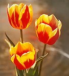 Тюльпан (желто-красные тюльпаны)