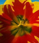 Тюльпан (цветок)