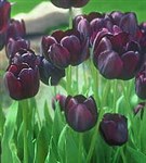 Тюльпан (черные тюльпаны)