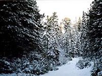 Тюменская область (тайга)