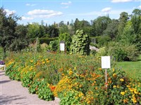 Уппсала (растения)