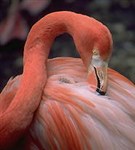 Фламинго