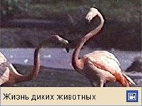 Фламинго (видео)