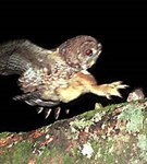 Хищные птицы (сова, преследующая мышь)