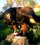 Хищные птицы (ястреб после удачной охоты)