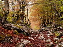 Черногория (Дурмидор)