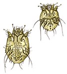 Чесоточный зудень