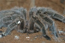 Чилийский розовый паук-птицеед