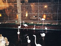 Шарм-эль-Шейх («Синема», фламинго)