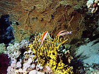 Шарм-эль-Шейх (подводный мир)