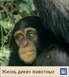 Шимпанзе (видео)