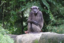 Шимпанзе (обыкновенный)