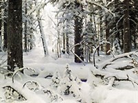 Шишкин Иван Иванович (Зима)