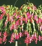 Шлюмбергера (кактус)