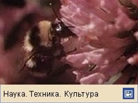 Шмели (видеофрагмент)