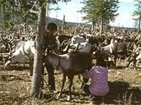 Эвенки (Дойка оленя)