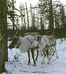 Эвенки (Ездовые олени)