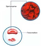Эритроциты (2)
