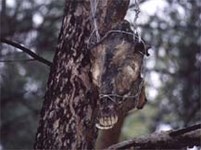 Якутия (Оленья голова)