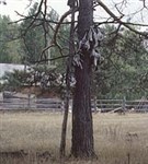 Якутия (Шаман-дерево)