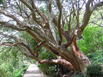 Ялта (В Никитском ботаническом саду)