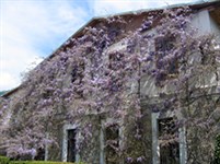 Ялта (Никитский ботанический сад)