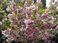 Ялта (цветущая сакура)