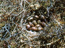 Белая куропатка (гнездо)