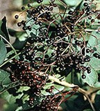 Бузина черная