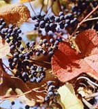Виноград (амурский)