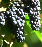 Виноград (черный)