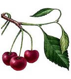 Вишня (сорт Молодежная)