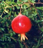 Гранат (плод)