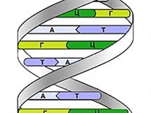 Дезоксирибонуклеиновая кислота (схема)