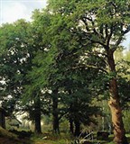 Дуб (Дубовый лес в окрестностях Ревеля)