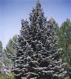 Ель Энгельмана (голубая)