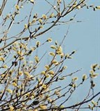 Ива (мужские цветы)