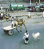 Индуизм (коровы)