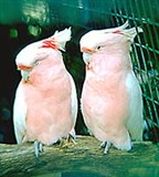 Какаду Митчелла