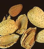 Миндаль (миндальные орехи)