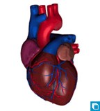 Модель сердца