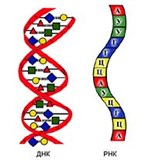 Нуклеиновые кислоты